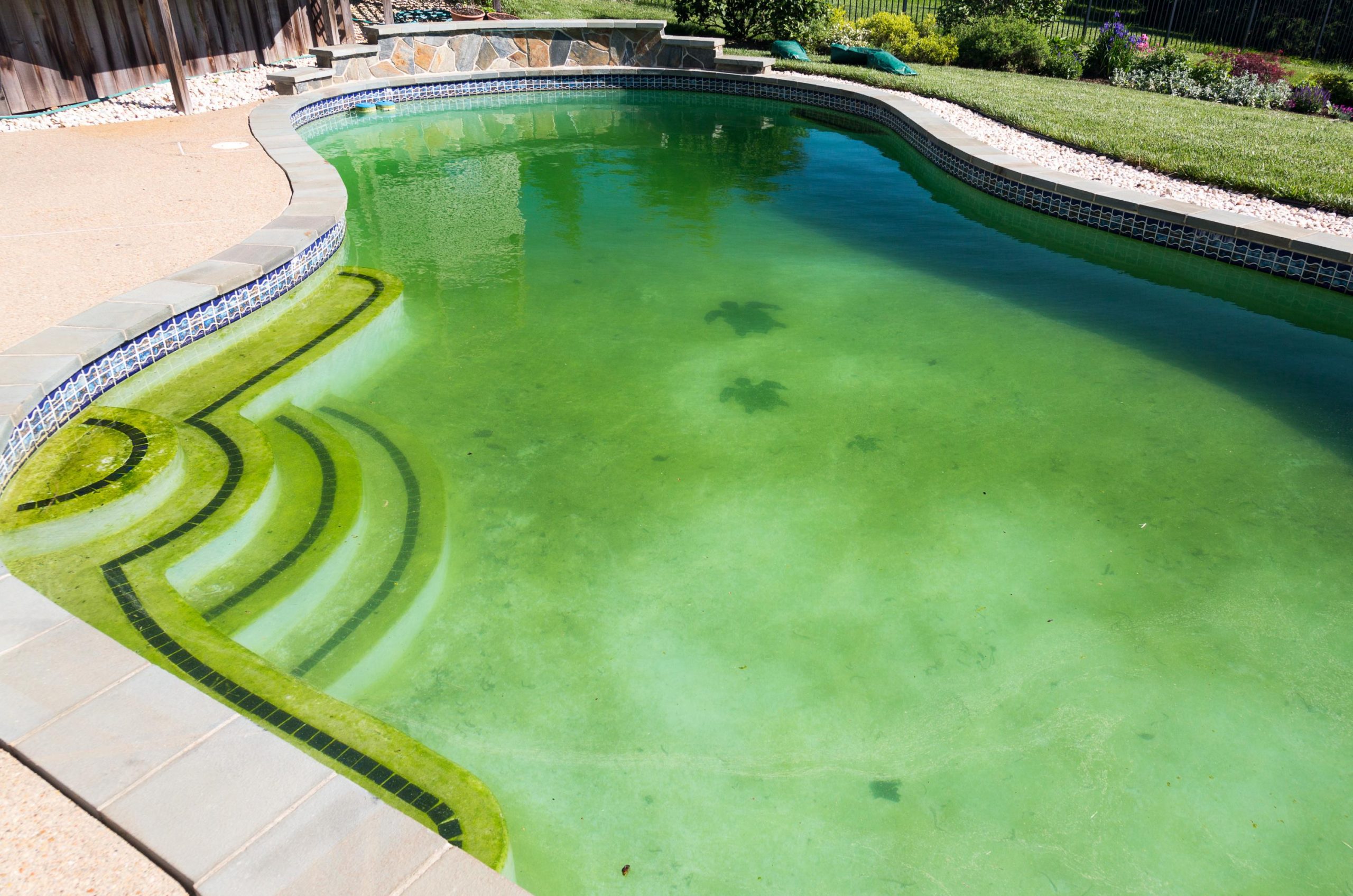 piscine verte que faire