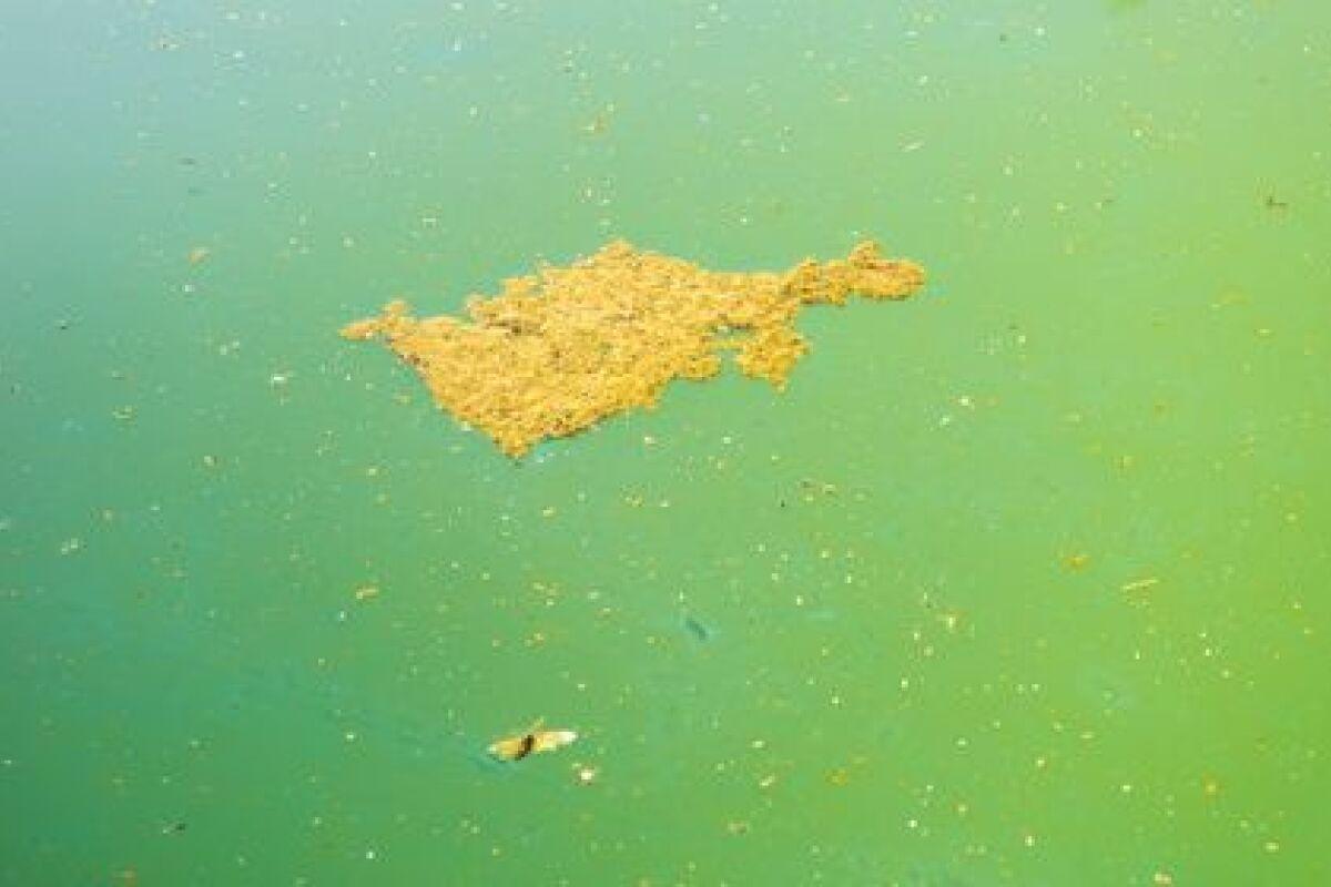 Comprendre l'apparition des algues moutarde dans la piscine