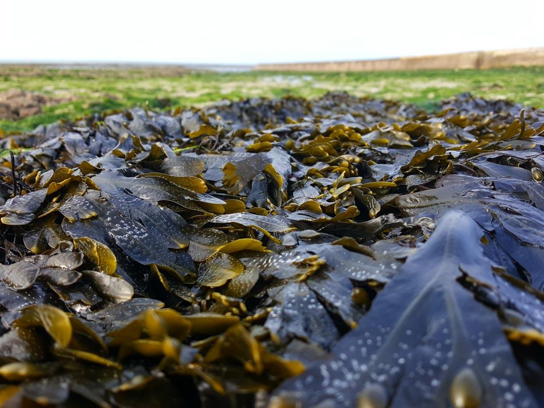 Comprendre l’impact des algues moutarde sur les écosystèmes marins