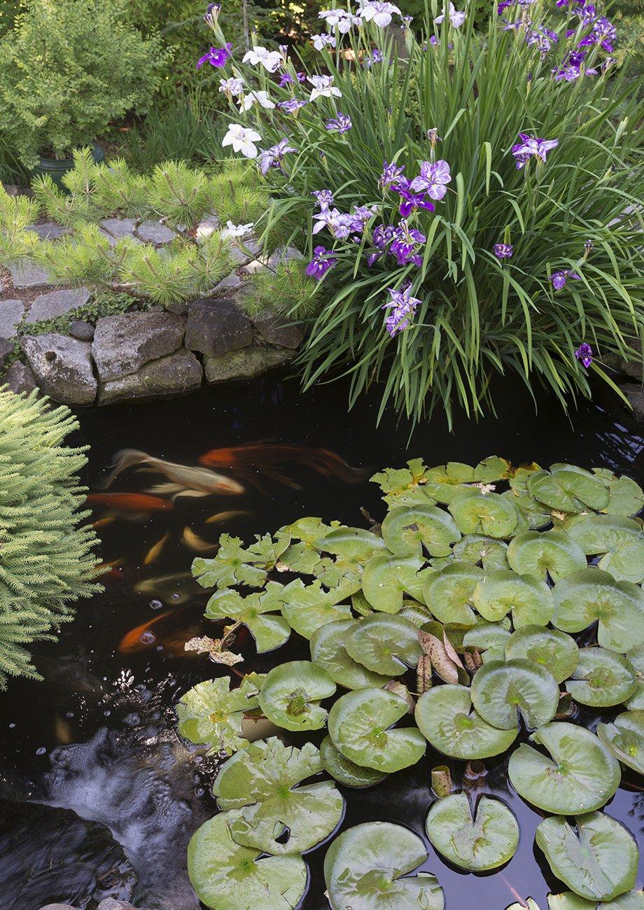 Astuces Bassin Naturel