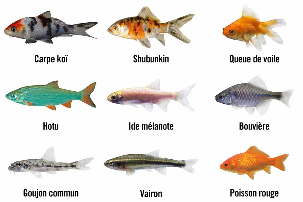 Améliorer l’habitat des poissons et micro-organismes du bassin