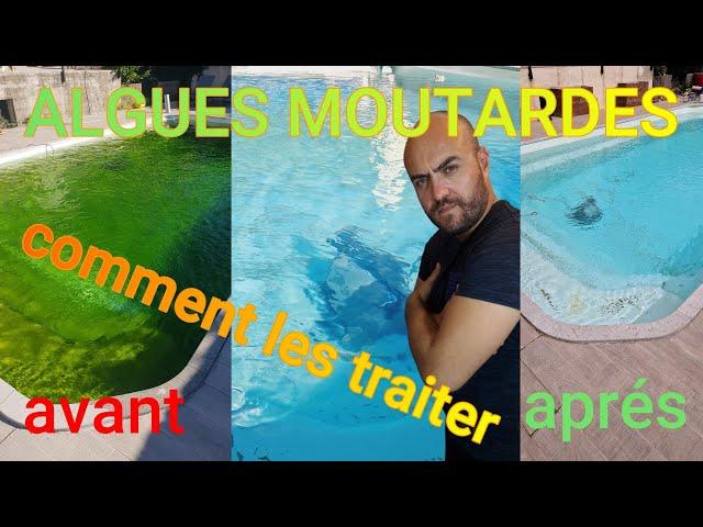 Conseils pratiques pour prévenir la réapparition des algues moutarde