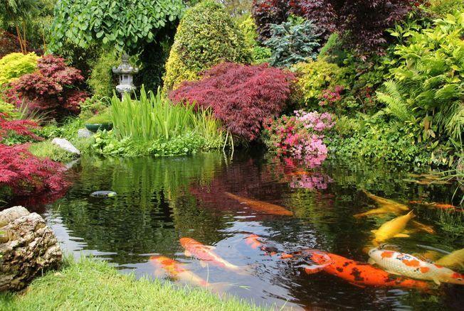 Choisir les plantes aquatiques idéales pour un équilibre naturel