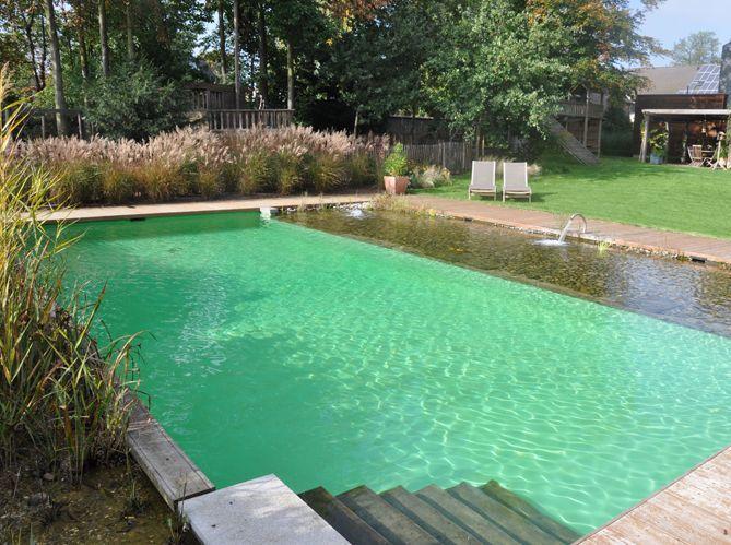 Comprendre le rôle des plantes aquatiques dans l'équilibre naturel