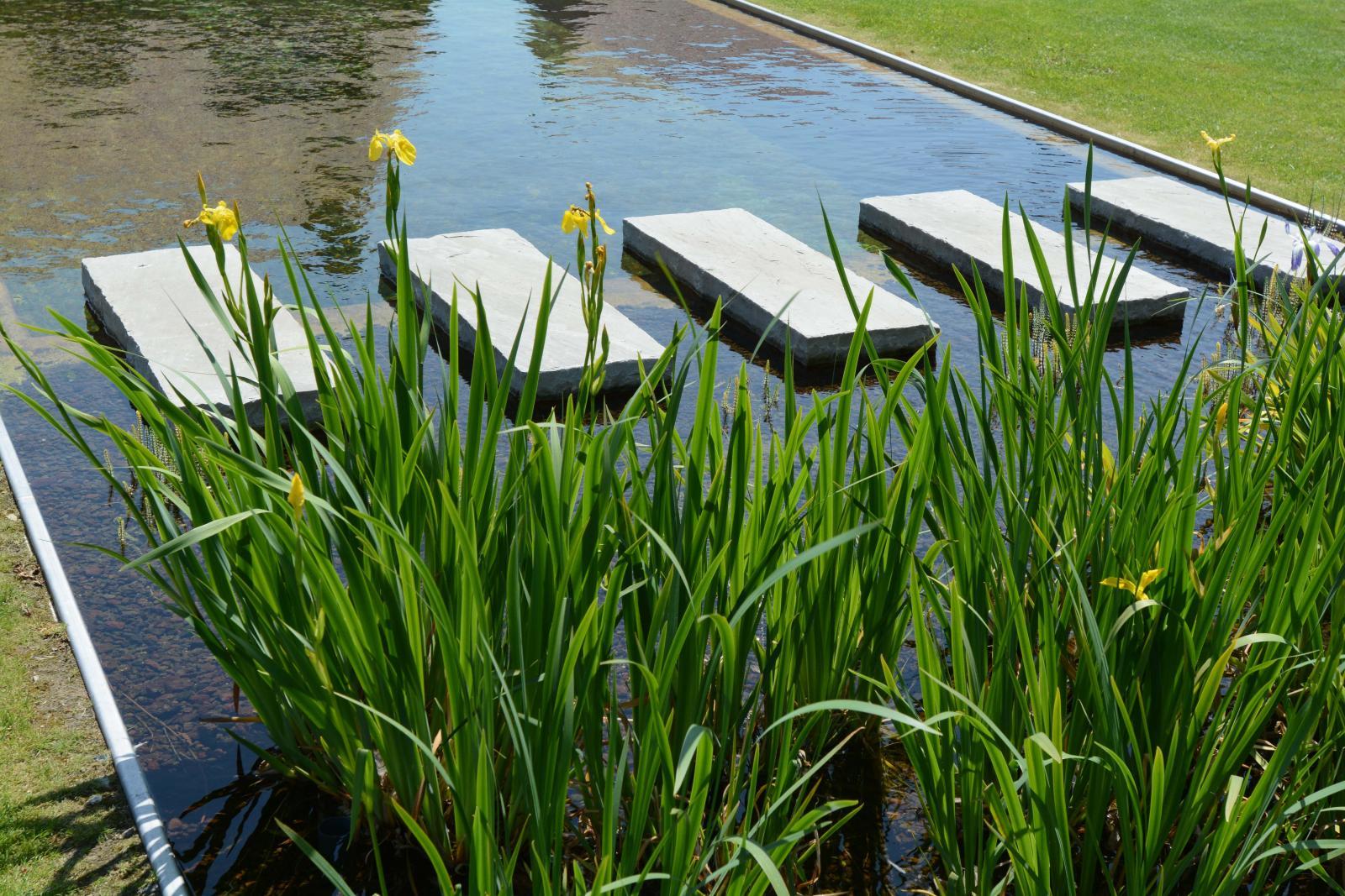 Utiliser des plantes aquatiques pour équilibrer naturellement la piscine