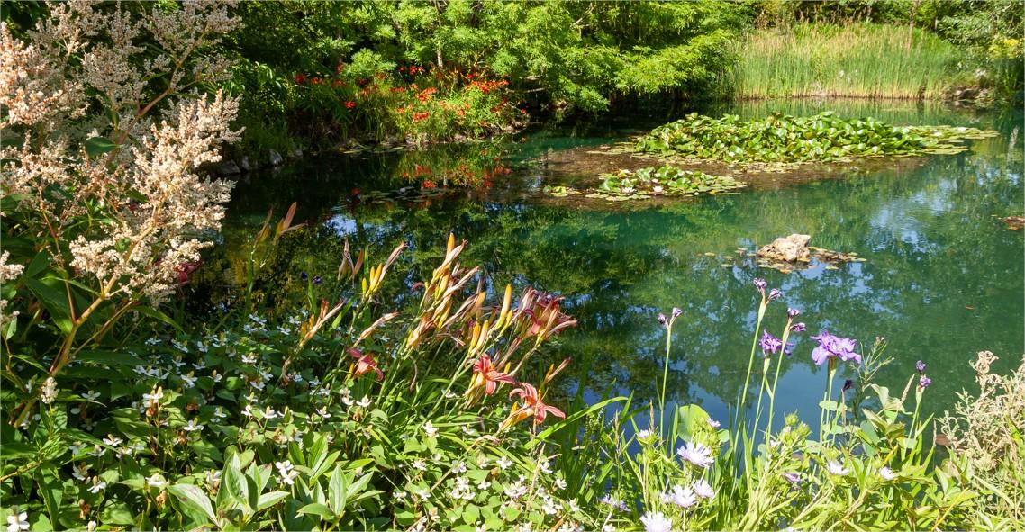 Choisir les plantes aquatiques adaptées pour un équilibre naturel