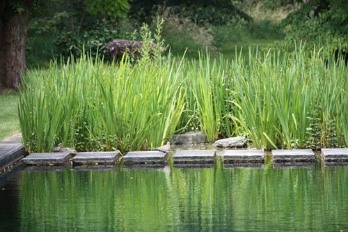 Choisir les plantes aquatiques idéales pour une filtration naturelle efficace